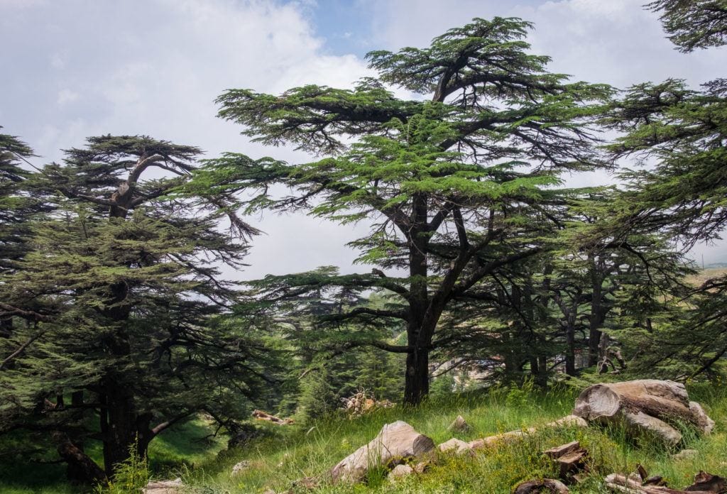 One of the cedars of Lebanon -- a pine tree whose branches fan out horizontally at the top, perched on a mountainside.