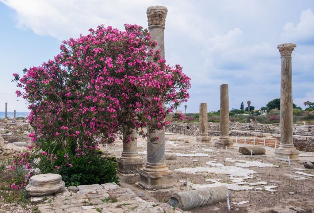 Roman columns sticking straight up in a stone area. In front of one of the columns is a shrub of bright pink flowers. All underneath a cloudy sky.