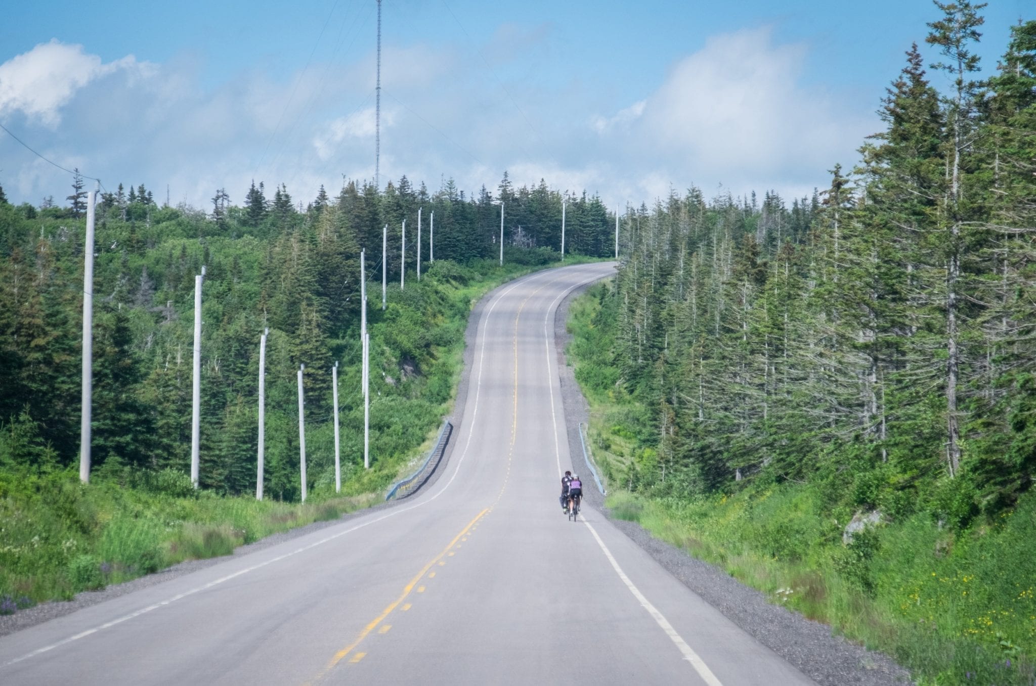 A road leading straight ahead, surrounded by pine trees. Two cyclists are riding along the road.