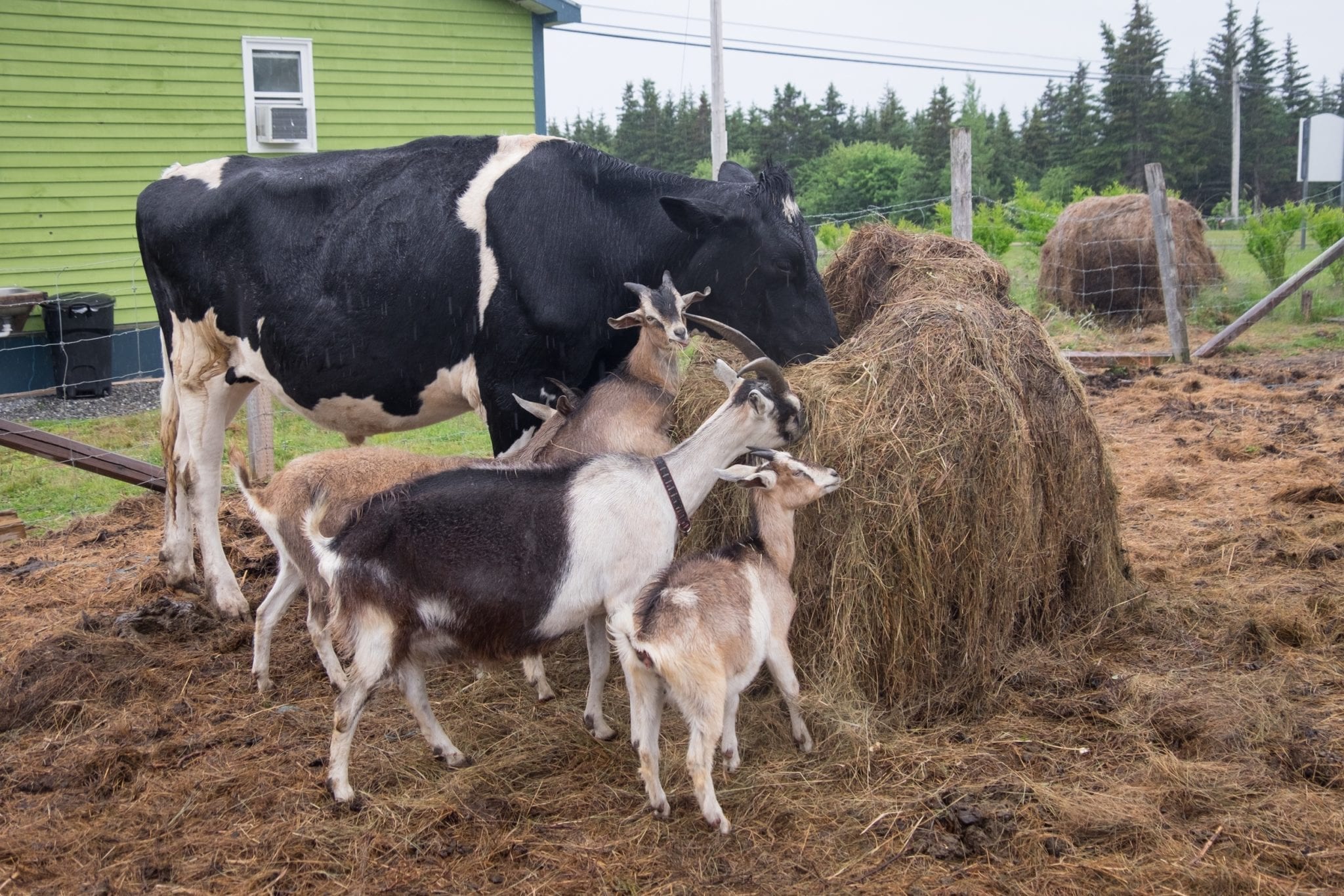 Several goats and a cow feeding on a bale of hay together in Cape Breton.