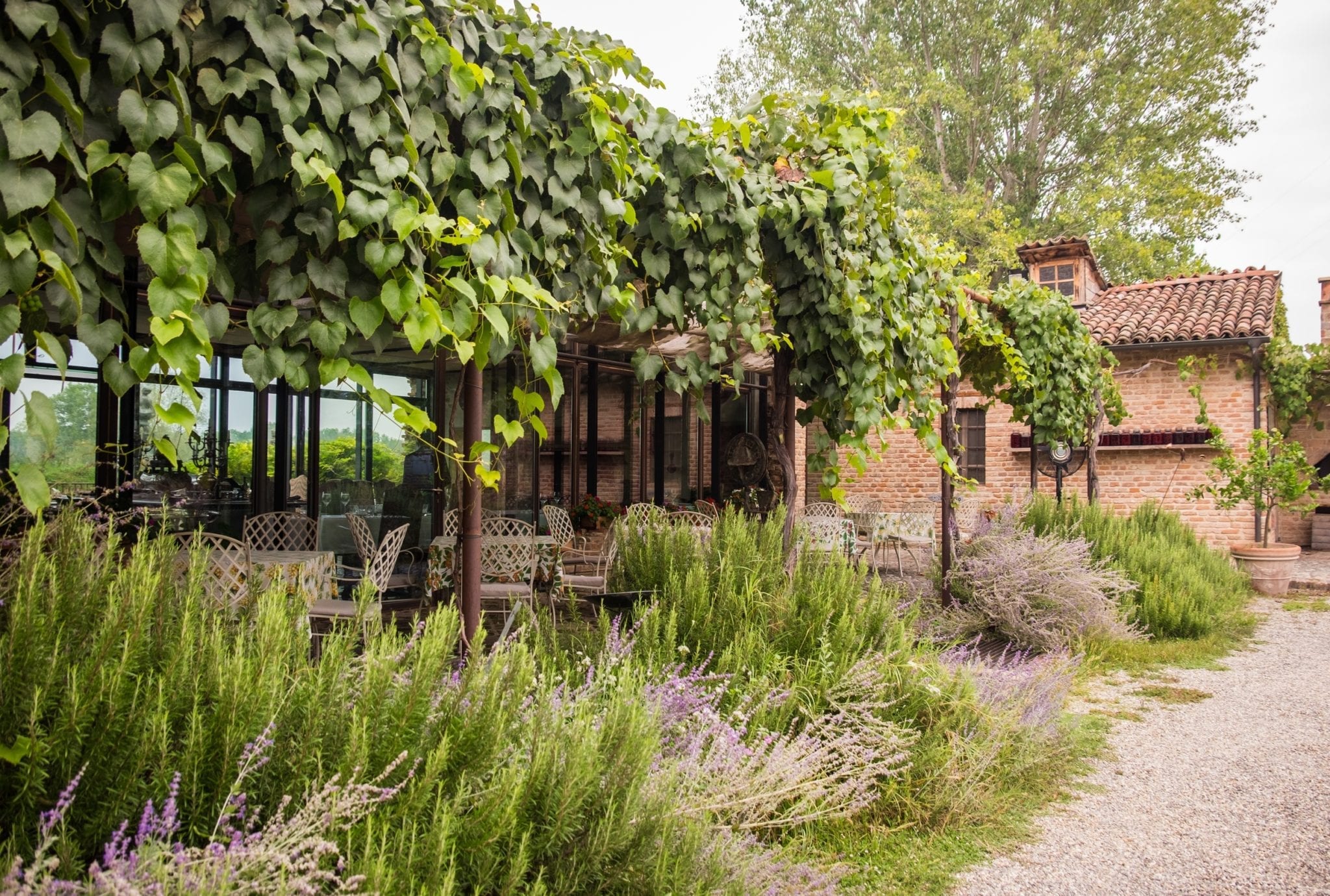 The outdoor dining area -- chairs underneath an ivy-covered trellis, surrounded by lavender bushes, red brick buildings in the background.