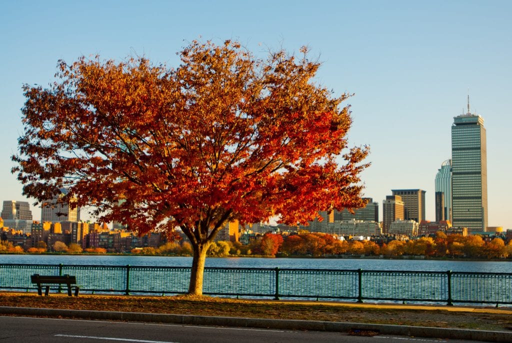 A bright red Japanese maple tree blooming next to a bench in front of the Charles River and the Boston skyline.