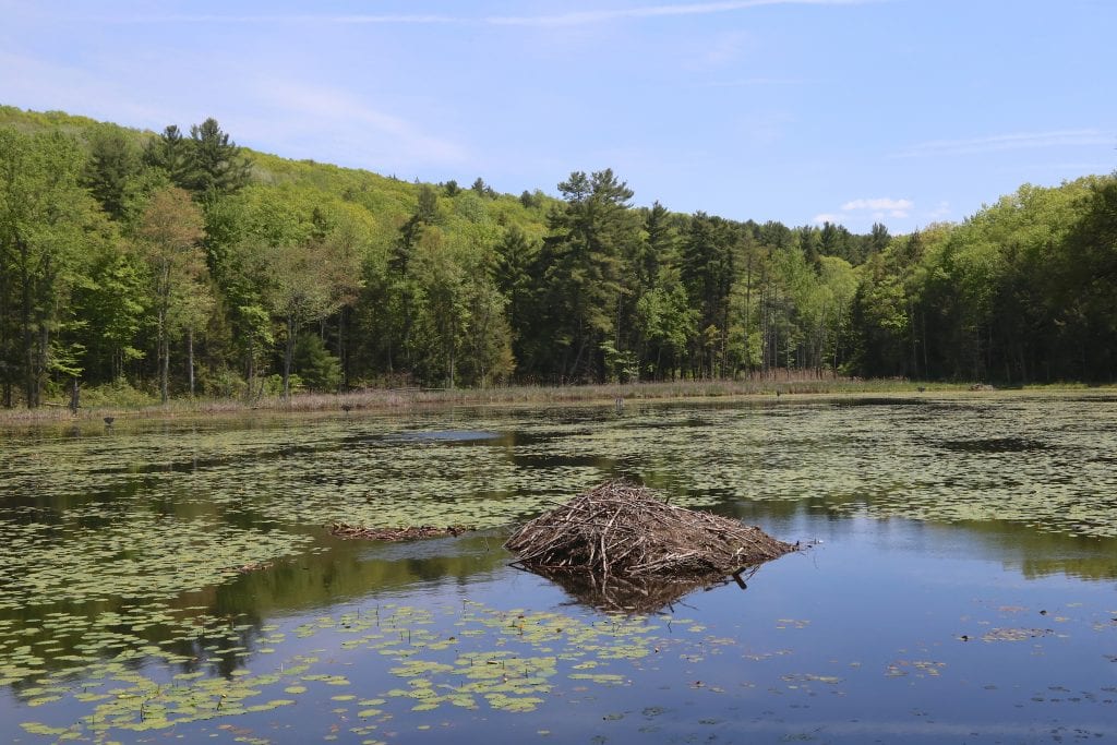 A quiet lake surrounded by trees and topped with thousands of green lily pads. In the center looks like a pile of tree branches -- it's a beaver lodge.