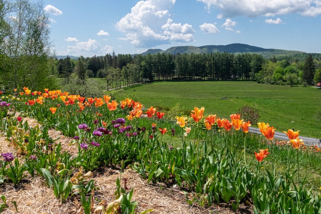 A line of blooming orange and yellow tulips on a hill in the Berkshires overlooking a country road, evergreen trees, and mountains in the distance.