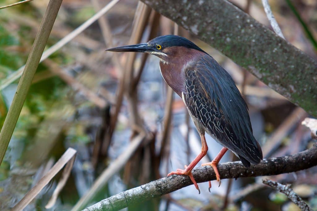 A green heron perched on a branch. The bird has a long needle-like beak, a dark green head, beady yellow eyes, and the rest of its body is brown.
